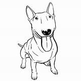 Terrier Bullterrier Clipground sketch template