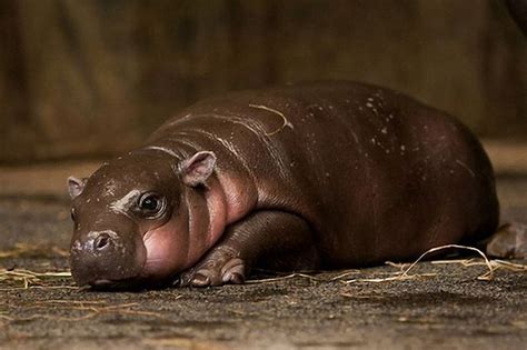 fun spout a newborn pygmy hippopotamus