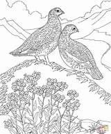 Coloring Flowers Ptarmigan Perdiz Myosotis Partridges Ages Malvorlagen Cardinal Colorkid sketch template