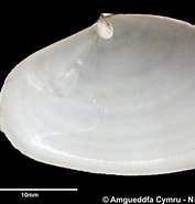 Afbeeldingsresultaten voor "cochlodesma Praetenue". Grootte: 177 x 185. Bron: naturalhistory.museumwales.ac.uk