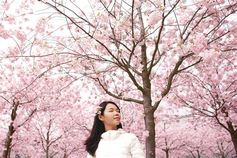 Free Images Branch Woman Flower Female Spring Lady Pink Cherry