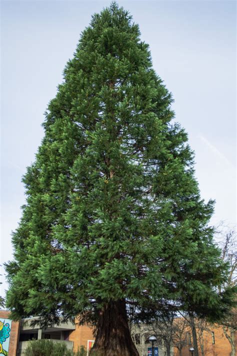 giant sequoia sustainability