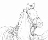 Horse Coloring Pages Drawing Lineart Racehorse Line Dressage Bridle Kids Drawings Horses Thoroughbred Deviantart Thor Sketch Race Head Outline Ragnarok sketch template
