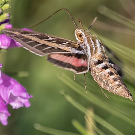 25 common moths in indiana 2023 bird watching hq