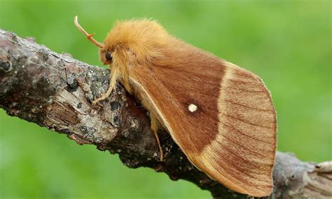 oak eggar northern eggar butterfly conservation