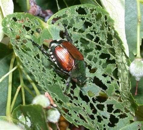 japanese beetles copper beetles eating holes in leaves taddiken tree