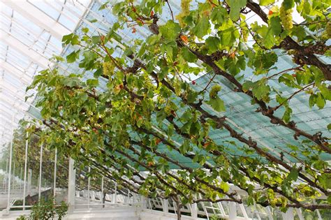 grow grapevines   greenhouse  garden  eaden