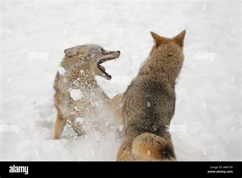 coyotes fighting  snow stock photo alamy