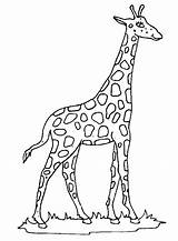 Giraffe Kids Coloring Fun Pages sketch template