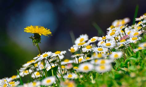 blumenwiese foto bild natur landschaft wiesen bilder auf