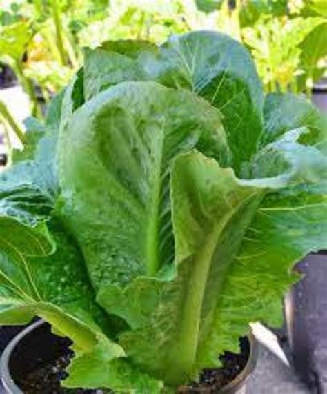parris island romaine lettuce lactuca sativa vegetable etsy singapore