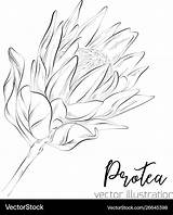 Protea Vector Sketch Botany Floral Collection Royalty sketch template