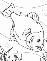 Coloring Piranha Orangutan Fish Designlooter Tank Special 776px 97kb Getcolorings sketch template