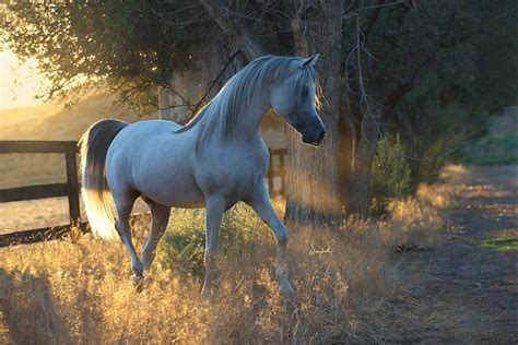 ФотоТелеграф Восхищение лошадьми в работах польского фотографа
