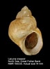Afbeeldingsresultaten voor "Lacuna Crassior". Grootte: 72 x 100. Bron: www.marinespecies.org