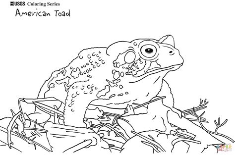 american toad coloring page  printable coloring pages