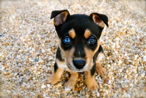 top  cute dog breeds   resist top dog tips