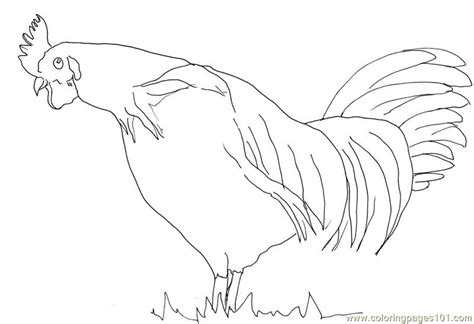 coloring pages rooster birds chicks hens  roosters
