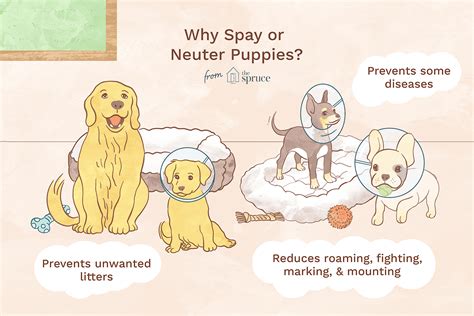 spay  neuter  puppy