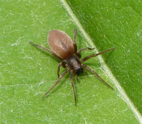 zoologie une araignee qui donne du fil  retordre  ses proies