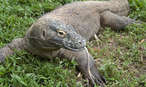A Komodo Dragon Destroyed A Bbc Camera By Trying To Have