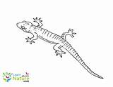 Gecko Coloring Pages Color Geckos sketch template