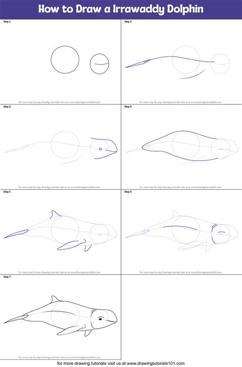 draw  irrawaddy dolphin printable step  step drawing sheet