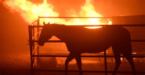 dozens  horses killed  fires tear  california   york times