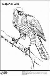 Coloring Pages Hawk Wild Things Where Printable Hawks Library Clipart Comments sketch template