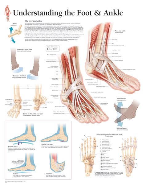 anatomy  injuries  foot  ankle anatomy system human body