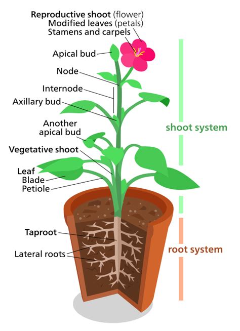 plant development  tissue differentiation  function organismal biology