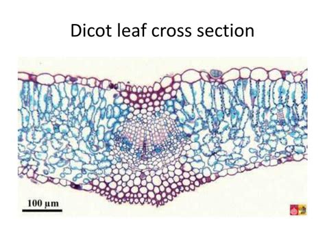 cross section   dicotyledonous leaf infoupdateorg
