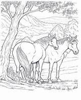 Cavalli Horse Colorare Coloringpagesforadult sketch template