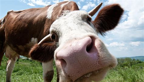 study finds talking  cows face  face helps  relax newshub