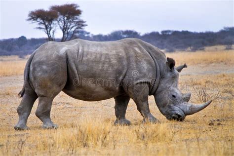 white rhinoceros khama rhino sanctuary botswana stock image image