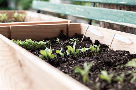 easy  grow vegetables   balcony garden