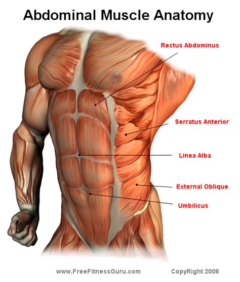 freefitnessguru abdominal anatomy abdominal muscles anatomy muscle