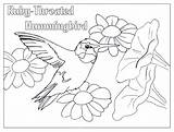 Hummingbird Humming Stunning sketch template