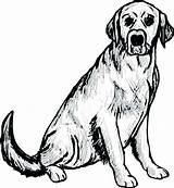 Labrador Coloring Pages Puppy Retriever Vector Dog Getdrawings Printable Color Line Drawing Getcolorings sketch template