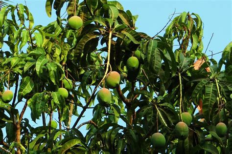 zimbabwe s sustainable mango surplus digitally preserving urdu