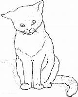 Coloring Cat Pages Getdrawings Wild sketch template