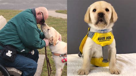 guide dog foundation   blind celebrates  years helping  visually impaired