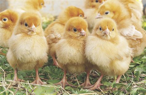 chickens lay eggs   works magazine