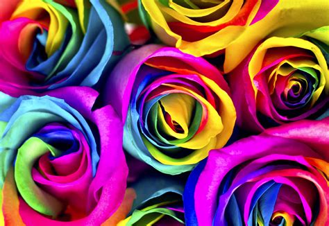 flowers  dye     rainbow roses jewish journal