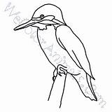 Kingfisher Coloring Pages Click sketch template