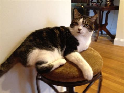 Missing Cat On Winchester Road Arlington Ma Patch