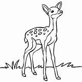 Coloring Baby Pages Deer Kids Thecolor sketch template