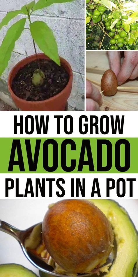 Wie Man Avocado Pflanzen In Einem Topf Anpflanzt – Easy