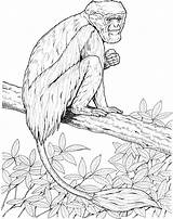 Coloring Pages Monkey Monkeys Howler Colobus Colouring Tree Zoo Primate Primates Sketch Lemur Template sketch template