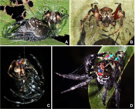 Spider Behaviors Include Oral Sexual Encounters Scientific Reports